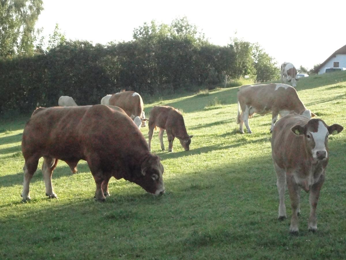 Ferienhof Stanzl Rappottenstein Bagian luar foto