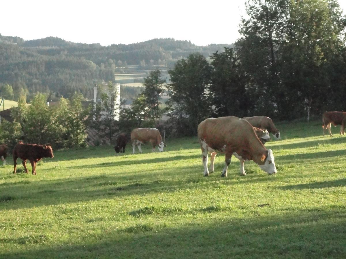 Ferienhof Stanzl Rappottenstein Bagian luar foto