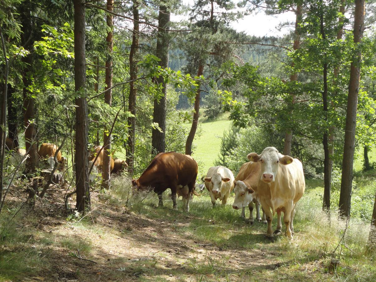 Ferienhof Stanzl Rappottenstein Bagian luar foto